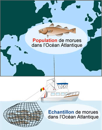 On peut prélever seulement un échantillon de la population de morues de l'Océan Atlantique