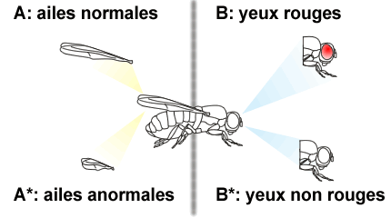 L'évènement A ("avoir des ailes normales") est opposé A* c'est-à-dire "avoir des ailes anormales". De même, l'évènement contraire de B ("avoir des yeux rouges") est noté B* et représente le fait d'avoir "des yeux d'une autre couleur que rouge".