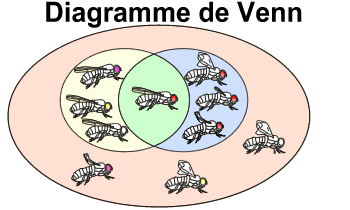 Diagramme de Venn