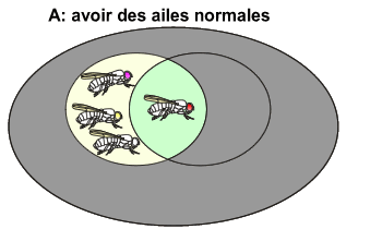 Avoir des ailes normales