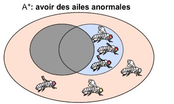 Avoir des ailes anormales