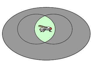 Probabilité d'avoir des yeux rouges et des ailes normales