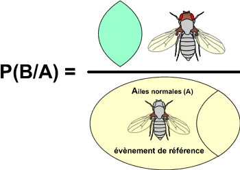 Etude de la probabilité P(B/A)