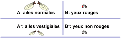 Ailes normales et vestigiales / Yeux rouges ou non