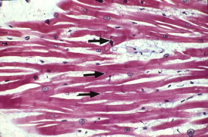atlas d histologie humaine et animale